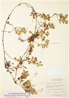 藏品(美洲北極花)的圖片